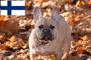 Read more about the article French Bulldog breeders and puppies in Finland