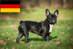 Read more about the article French Bulldog breeders and puppies in Germany