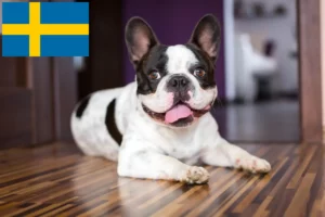 Read more about the article French Bulldog breeders and puppies in Sweden