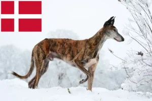 Read more about the article Galgo Espanol breeders and puppies in Denmark