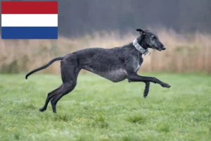 Read more about the article Galgo Espanol breeders and puppies in the Netherlands