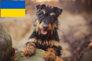 Read more about the article German Hunting Terrier Breeder and Puppies in Ukraine