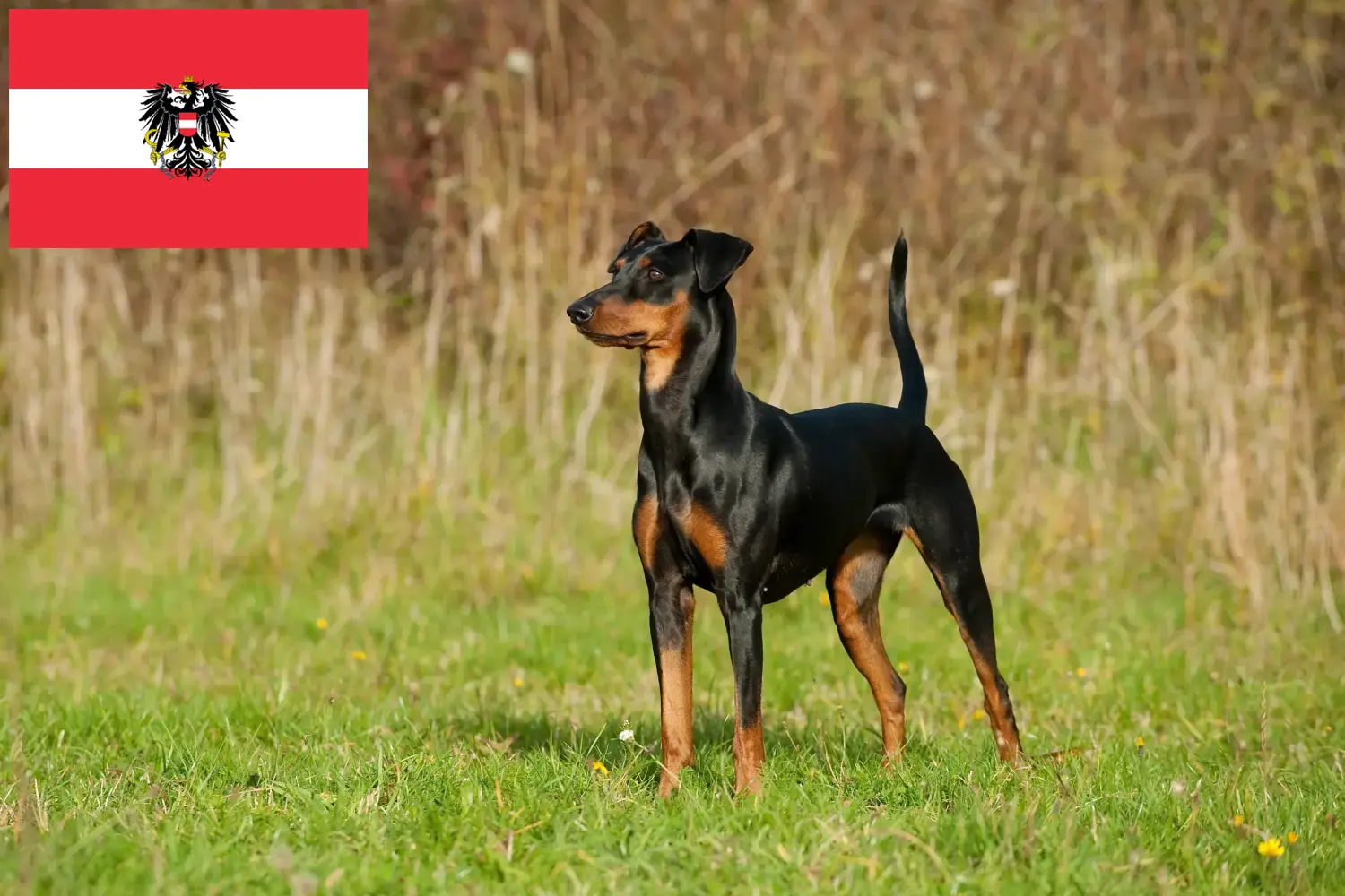 Read more about the article German Pinscher breeders and puppies in Austria