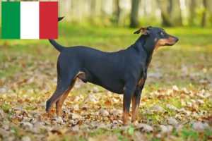 Read more about the article German Pinscher breeder and puppies in Italy