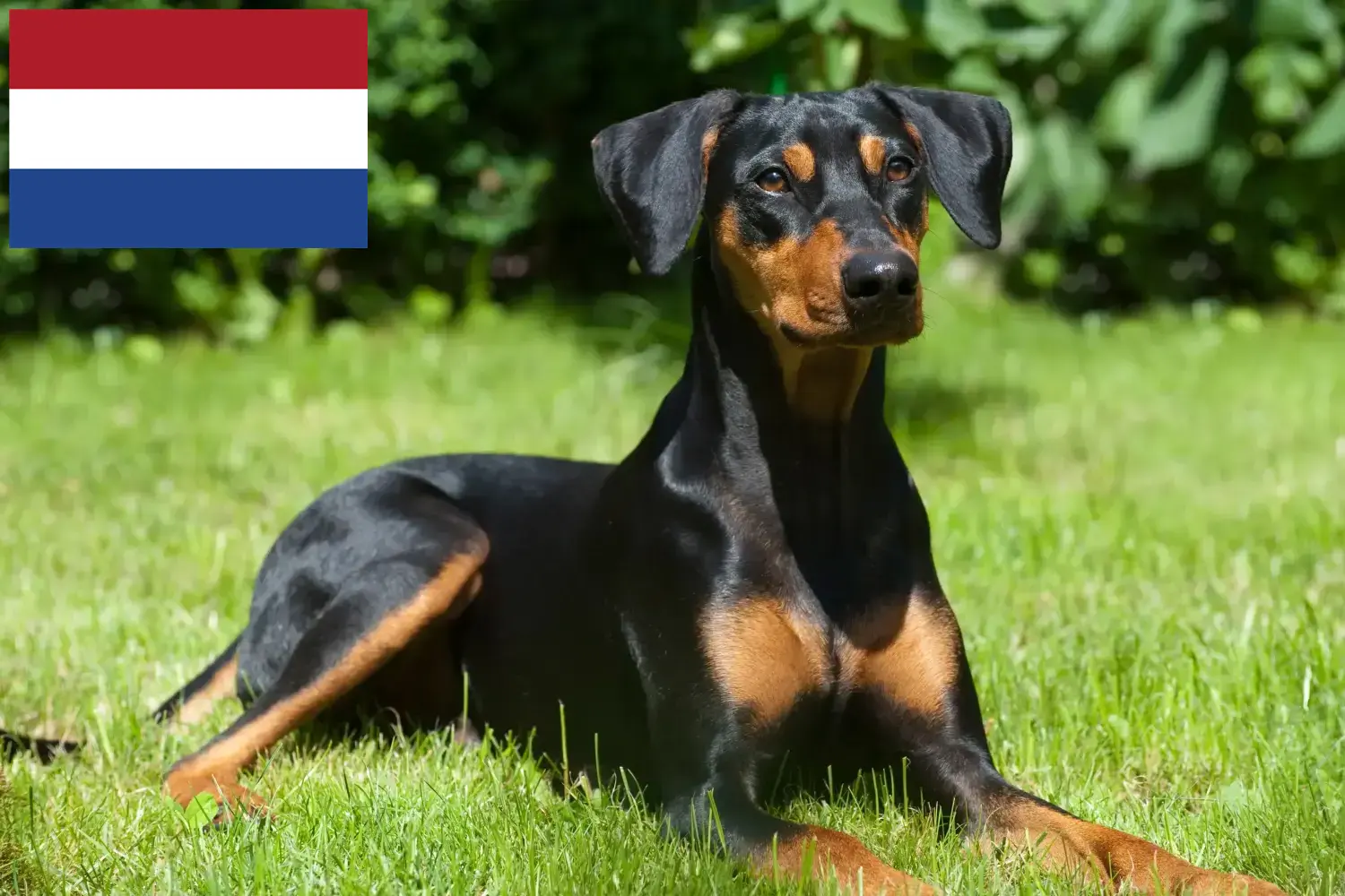 Read more about the article German Pinscher breeders and puppies in the Netherlands