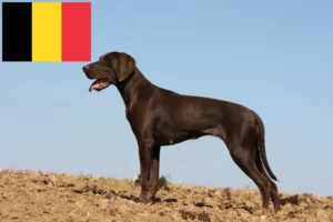 Read more about the article German Shorthair breeders and puppies in Belgium