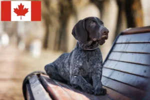 Read more about the article German Shorthair breeders and puppies in Canada