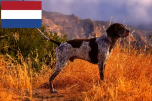 Read more about the article German Shorthair breeders and puppies in the Netherlands