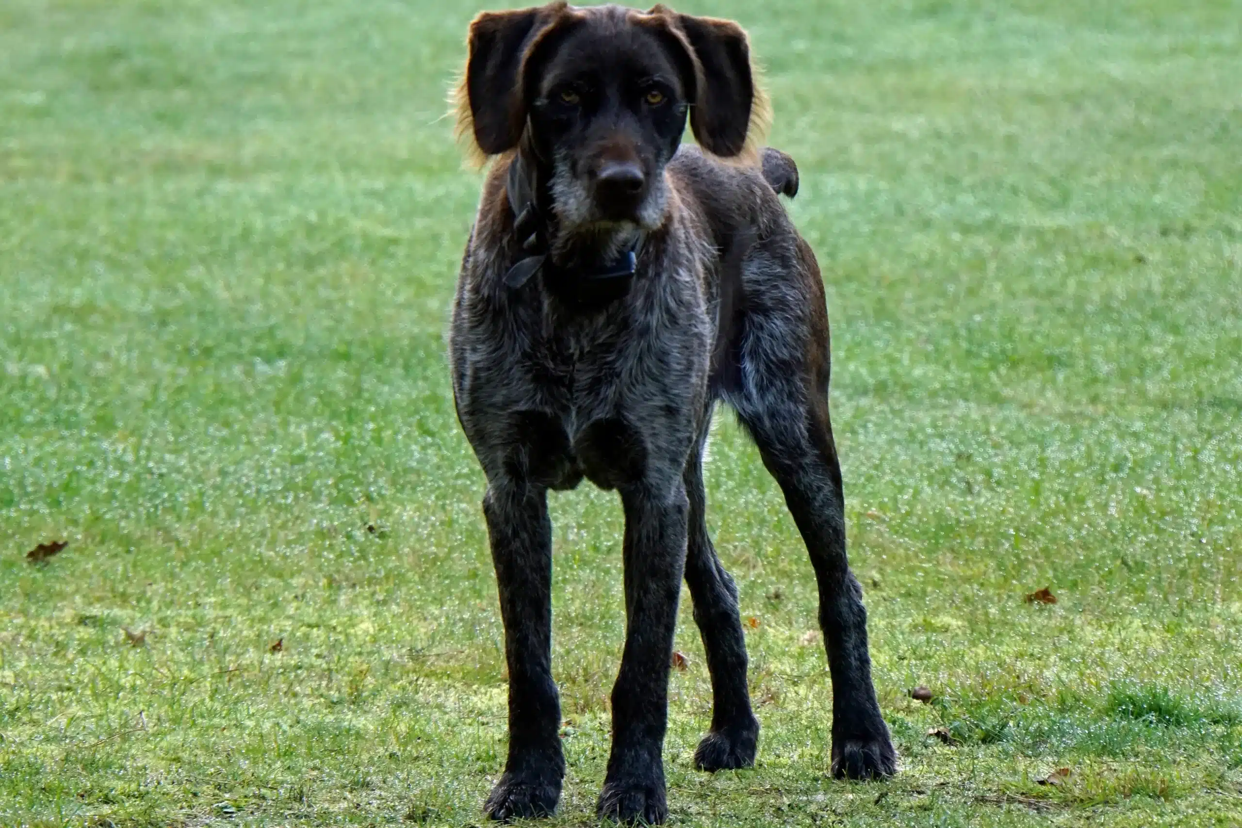 German Stichelhaar Breeder - DogWeb.com