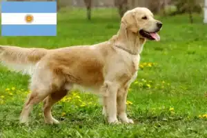 Read more about the article Golden Retriever breeders and puppies in Argentina