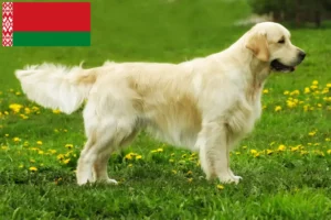 Read more about the article Golden Retriever breeders and puppies in Belarus