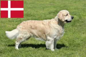 Read more about the article Golden Retriever breeders and puppies in Denmark