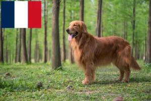 Read more about the article Golden Retriever breeders and puppies in France