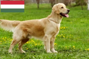 Read more about the article Golden Retriever breeders and puppies in Hungary