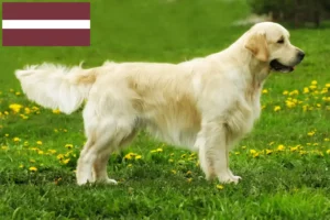 Read more about the article Golden Retriever breeders and puppies in Latvia