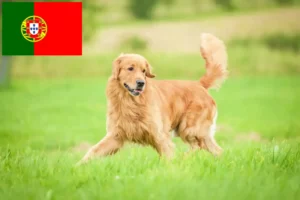 Read more about the article Golden Retriever breeders and puppies in Portugal