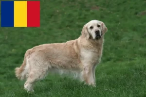 Read more about the article Golden Retriever breeders and puppies in Romania