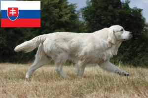 Read more about the article Golden Retriever breeders and puppies in Slovakia