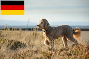 Read more about the article Goldendoodle breeders and puppies in Germany