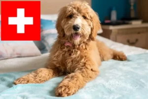 Read more about the article Goldendoodle breeders and puppies in Switzerland