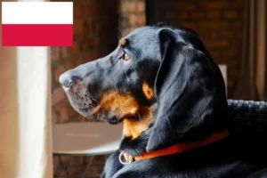 Read more about the article Gończy Polski breeders and puppies in Poland