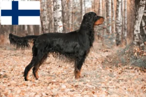 Read more about the article Gordon Setter breeders and puppies in Finland