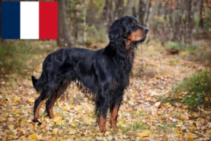 Read more about the article Gordon Setter breeders and puppies in France