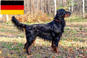 Read more about the article Gordon Setter breeders and puppies in Germany