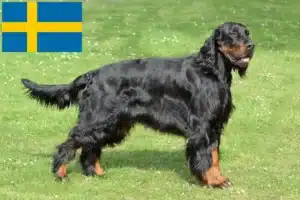 Read more about the article Gordon Setter breeders and puppies in Sweden