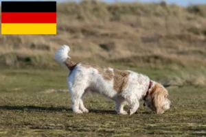 Read more about the article Grand Basset Griffon Vendéen breeders and puppies in Germany