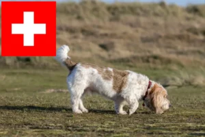Read more about the article Grand Basset Griffon Vendéen breeders and puppies in Switzerland