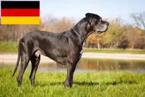 Read more about the article Great Dane breeders and puppies in Germany