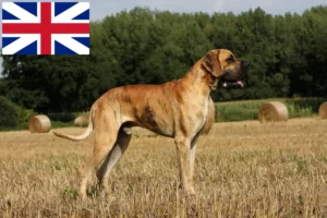 Read more about the article Great Dane breeders and puppies in Great Britain