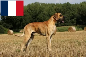 Read more about the article Great Dane breeders and puppies in Réunion