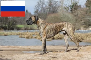 Read more about the article Great Dane breeders and puppies in Russia