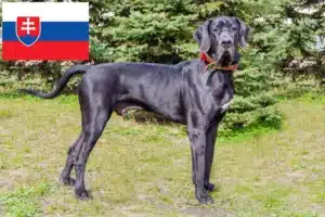 Read more about the article Great Dane breeders and puppies in Slovakia