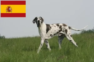 Read more about the article Great Dane breeders and puppies in Spain