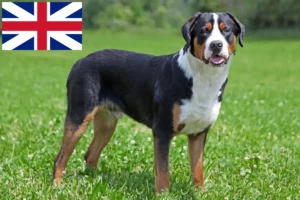Read more about the article Great Swiss Mountain Dog Breeder and Puppies in Great Britain