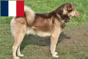 Read more about the article Greenland dog breeders and puppies in France