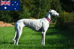 Read more about the article Greyhound breeders and puppies in Australia
