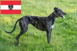 Read more about the article Greyhound breeders and puppies in Austria