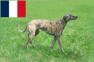 Read more about the article Greyhound breeders and puppies in France