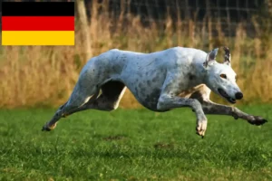 Read more about the article Greyhound breeders and puppies in Germany