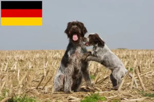 Read more about the article Griffon d’arrêt à poil dur Breeders and puppies in Germany
