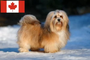Read more about the article Havanese breeders and puppies in Canada
