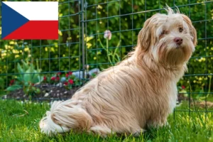 Read more about the article Havanese breeders and puppies in the Czech Republic