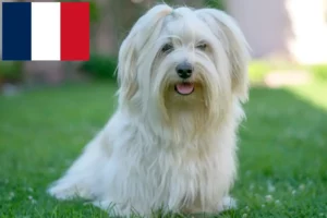 Read more about the article Havanese breeders and puppies in France