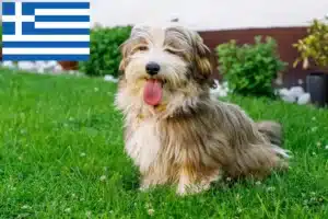 Read more about the article Havanese breeders and puppies in Greece
