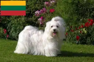 Read more about the article Havanese breeders and puppies in Lithuania