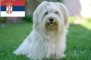 Read more about the article Havanese breeders and puppies in Serbia